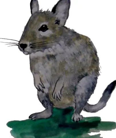 degu