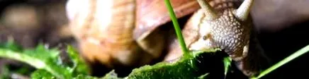 kapcsolatos