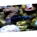 Goby който достига