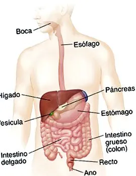 anatom