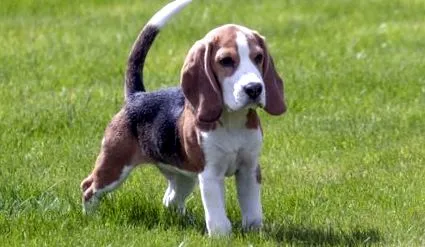 beagle