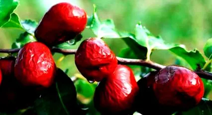 jujube