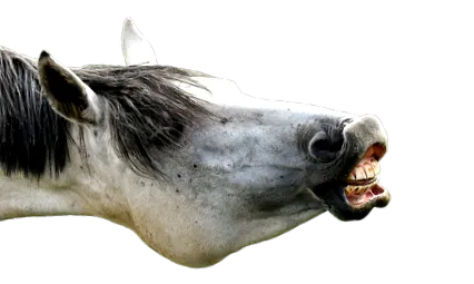 храна