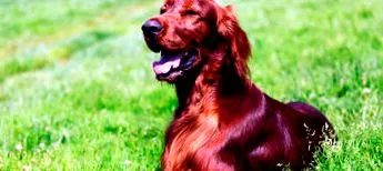 purina