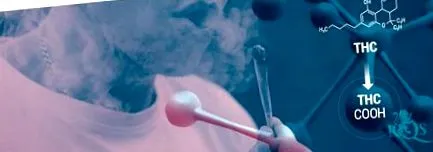testéből