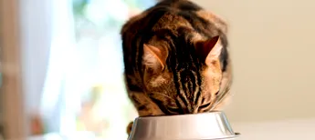 purina