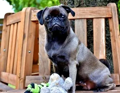 симптоми-síntomas