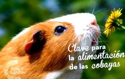 tengerimalacok