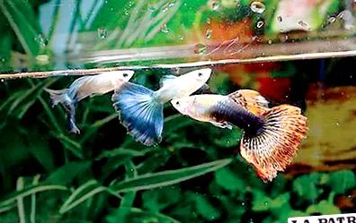 guppy