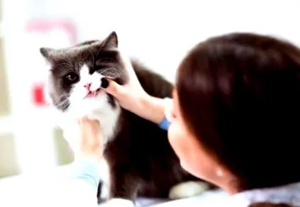 котешки