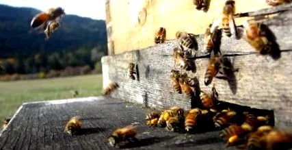 кошер