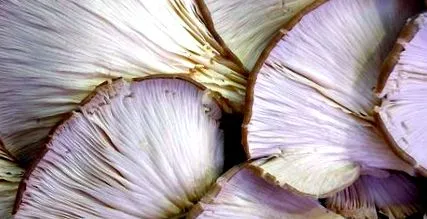 laskagomba