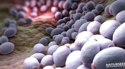 candida
