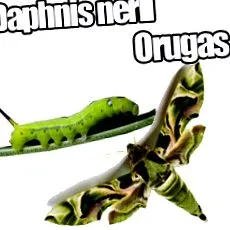 nerii