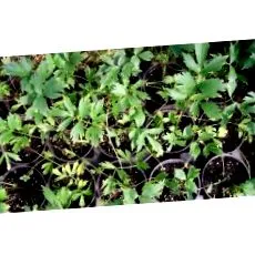 lovage