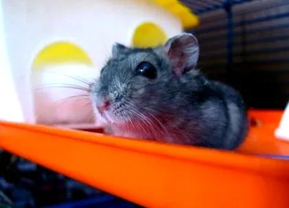 lovet