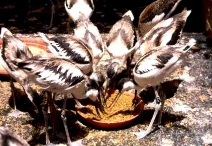 Zoobotánico Jerez