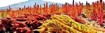 quinoa