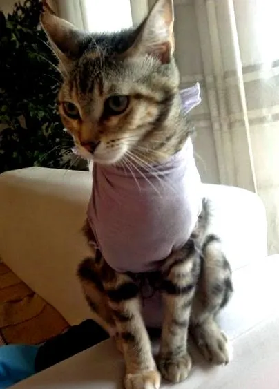 macska