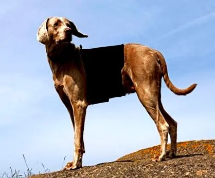 хребта