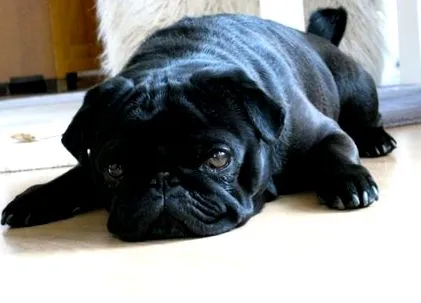 mopsz