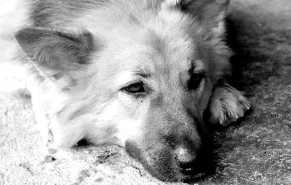 грижи
