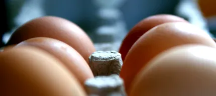 paleo