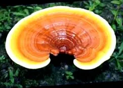гриба ganoderma
