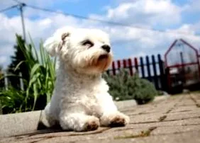 bichon