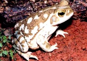szúnyog