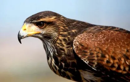 raptor