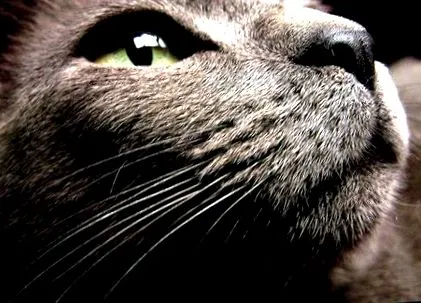 котка