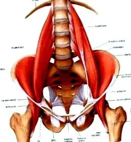 psoas
