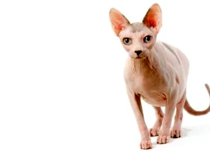 Sphinx vagy