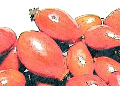 gyulladáscsökkentő