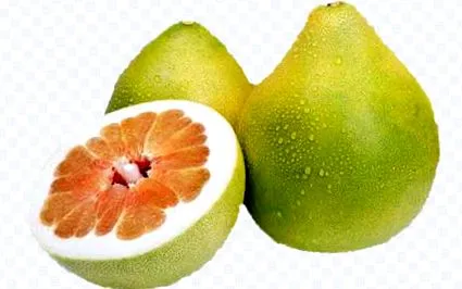 sinensis