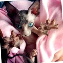 коти єгипетські коти