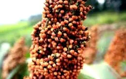 típusú