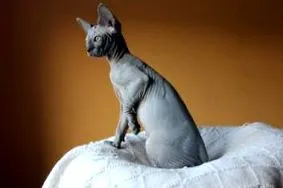 безшерстих кошенят безшерстих кошенят