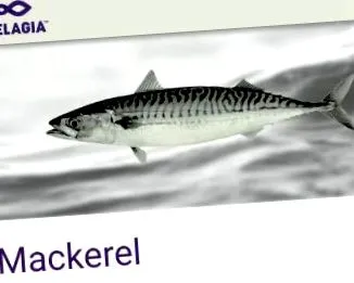 együttműködik