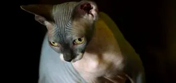 macska