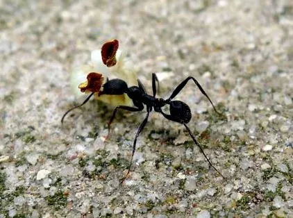 aphaenogaster