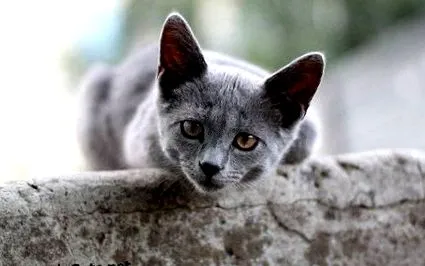 macska