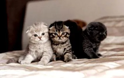 котенца