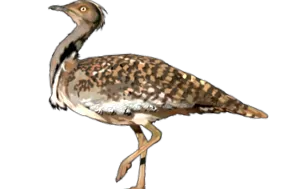 canariwiki