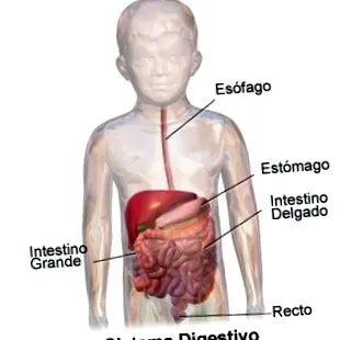 testből