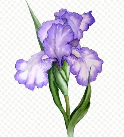 iris
