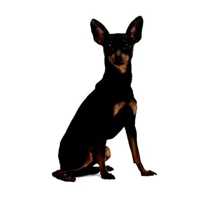 purina