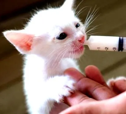 котки