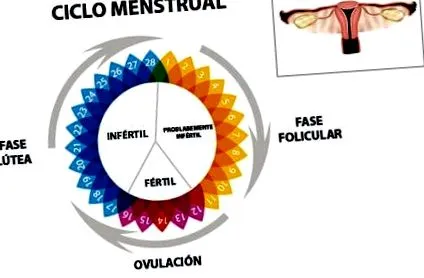 menstruáció